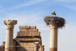 Image du Maroc Professionnelle de  Un nid de cigogne sur un piliers en ruines près du cœur de Volubilis, au Maroc le premier site romain près de Meknès, jeudi 8 Mars 2012. Le site de Volubilis est l'un des sites les mieux préservés au Maroc et le plus visité. (Photo / Abdeljalil Bounhar)
 